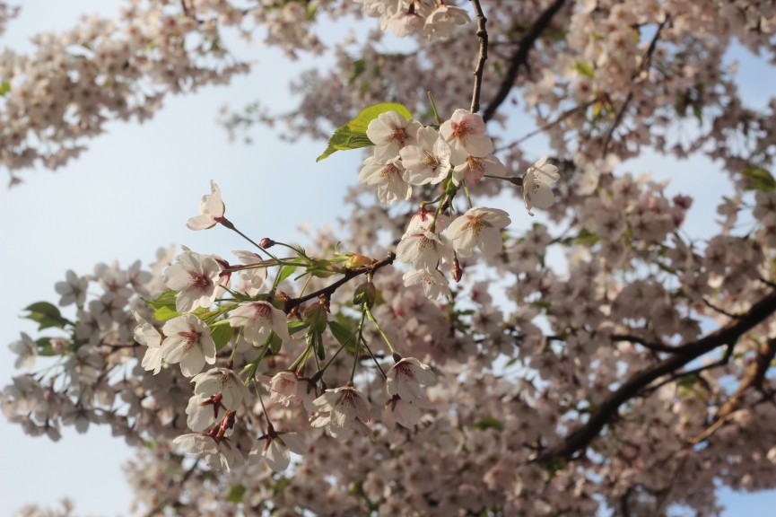 sakura