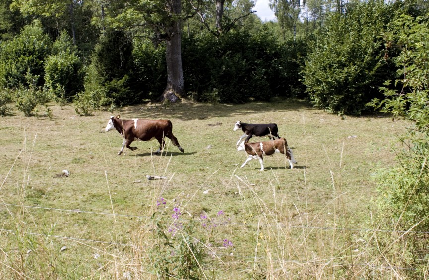 sommarminne12
