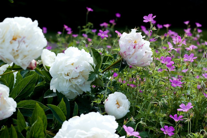 botaniska pioner