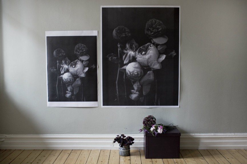 roses black