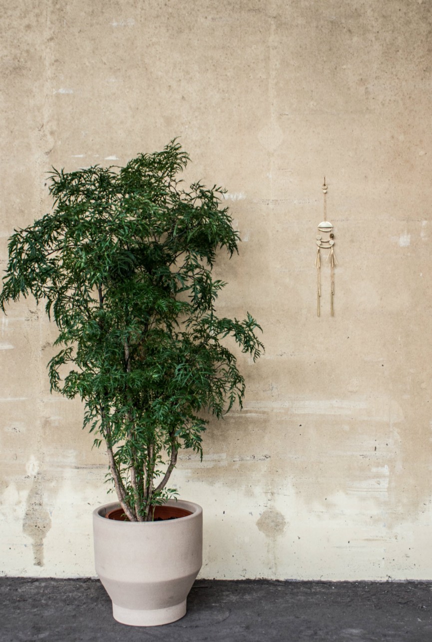 AK Mimosa staende 1200x797