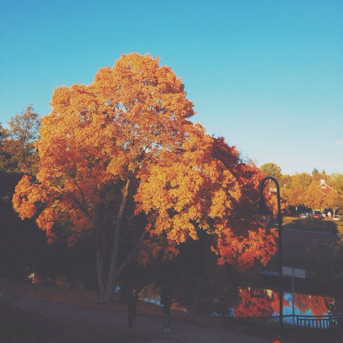 Fall by Babes in Boyland