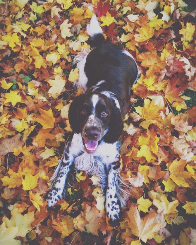 Autumn by Babes in Boyland