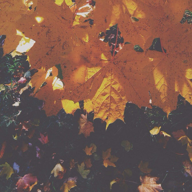 Leafs by Babes in Boyland