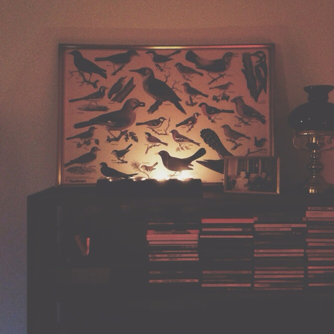 Birds by Babes in Boyland