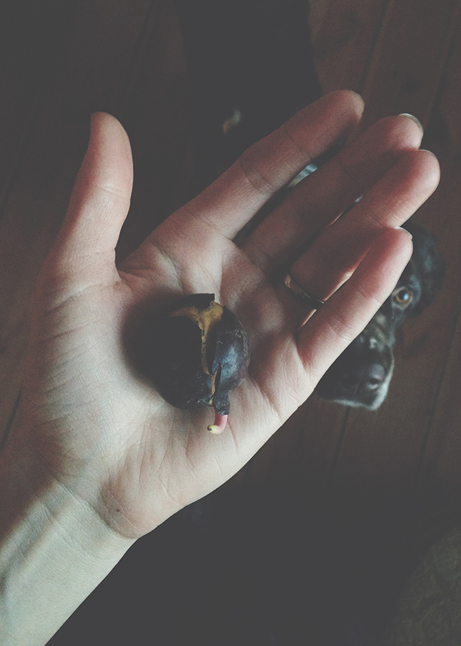 Chestnut tree by Babes in Boyland