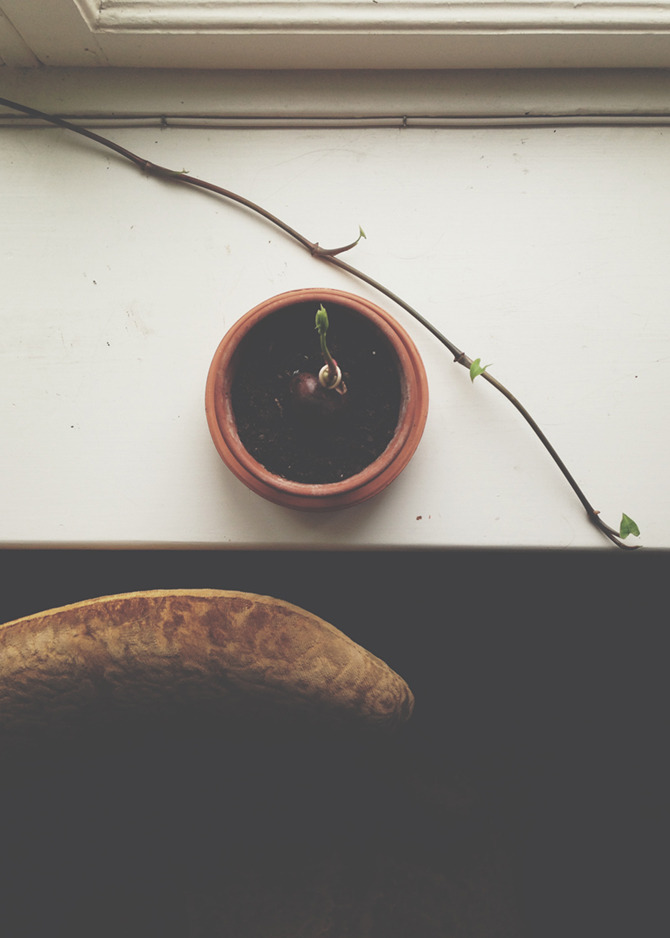 Chestnut tree by Babes in Boyland