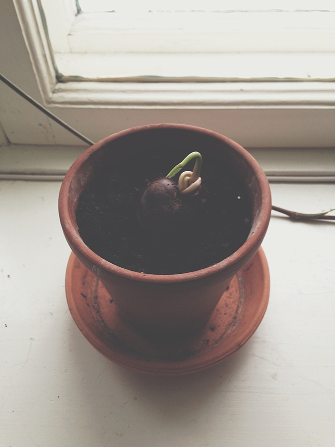 Chestnut tree by Babes in Boyland