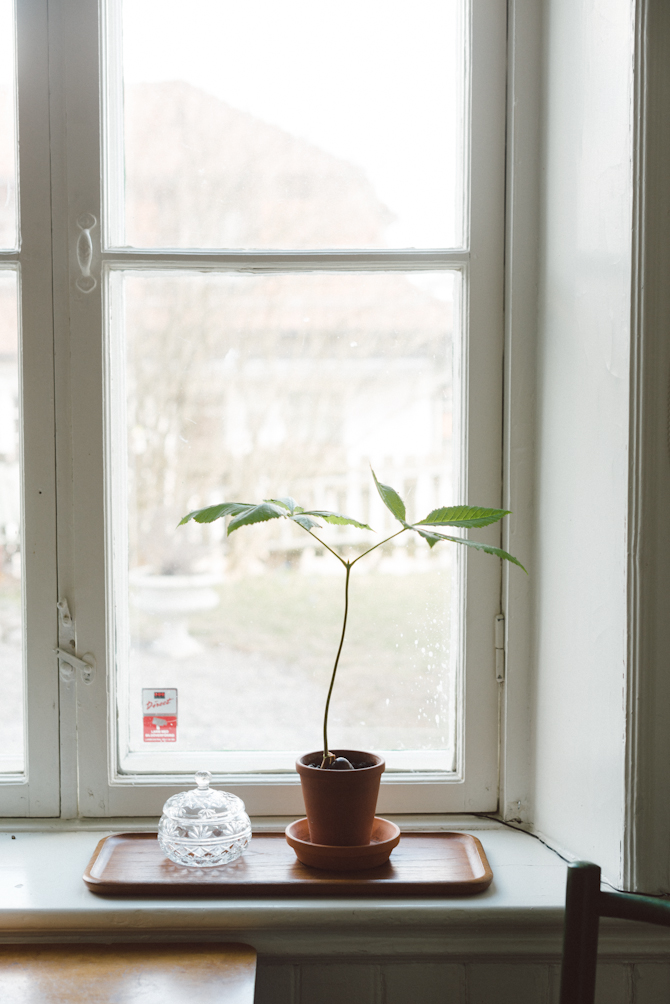 Chestnut tree by Babes in Boyland