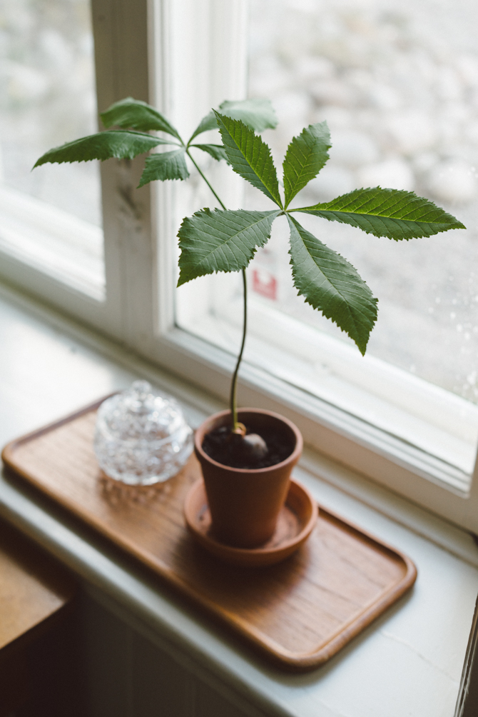 Chestnut tree by Babes in Boyland