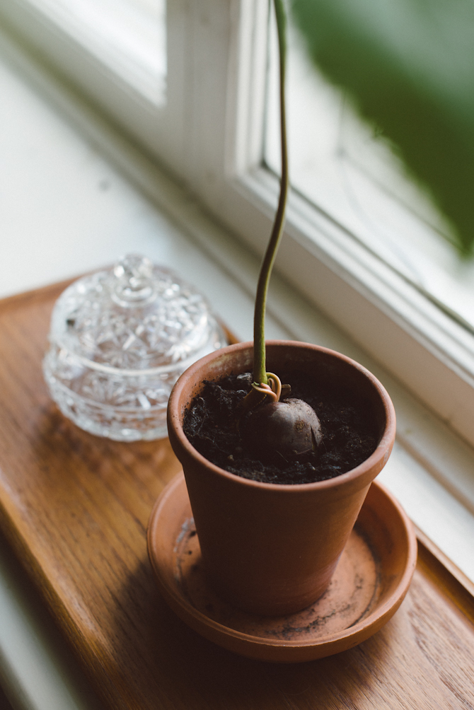 Chestnut tree by Babes in Boyland
