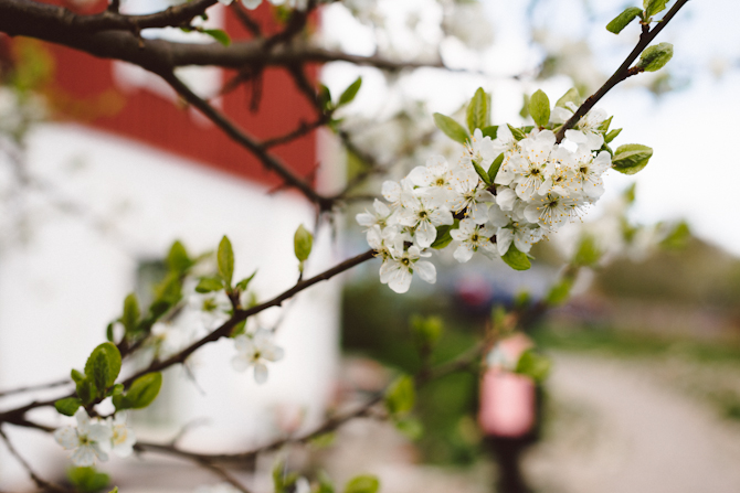 Spring by Babes in Boyland