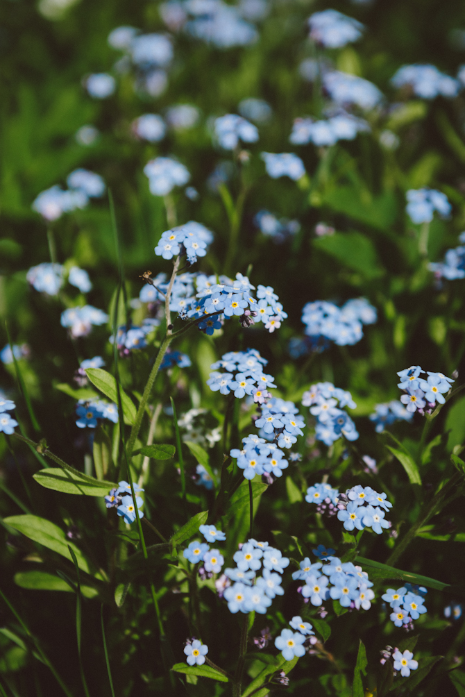 Förgätmigej by Babes in Boyland