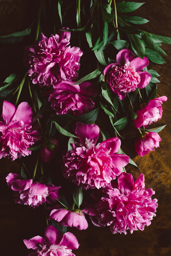 Prints and peonies 3 Peonies by Babes in Boyland
