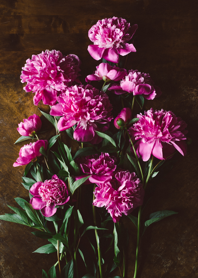 Prints and peonies 6 Peonies by Babes in Boyland
