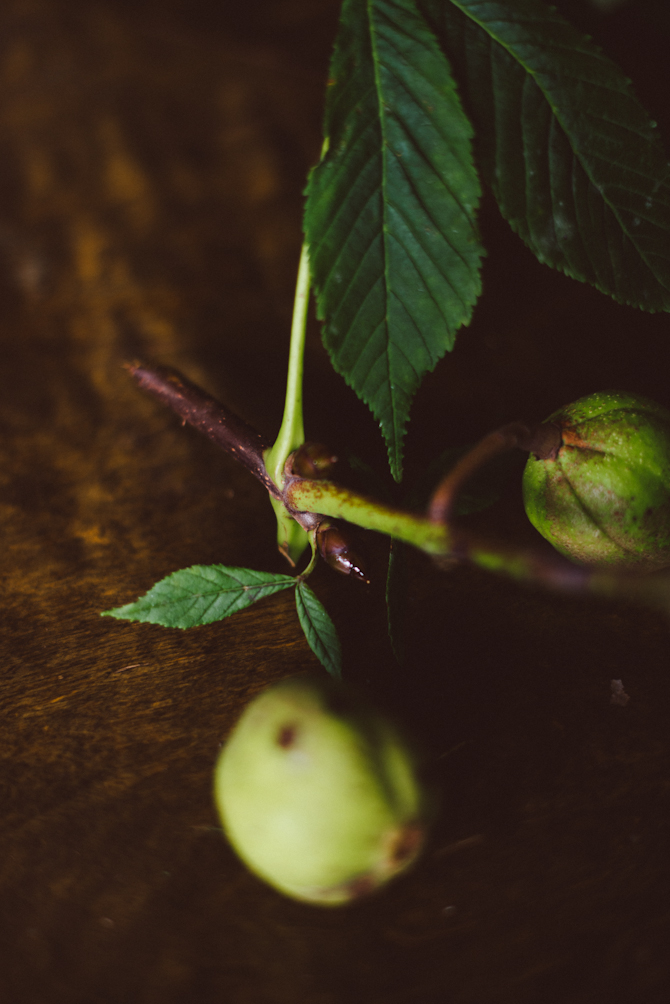 DIY chestnut plant by Babes in Boyland