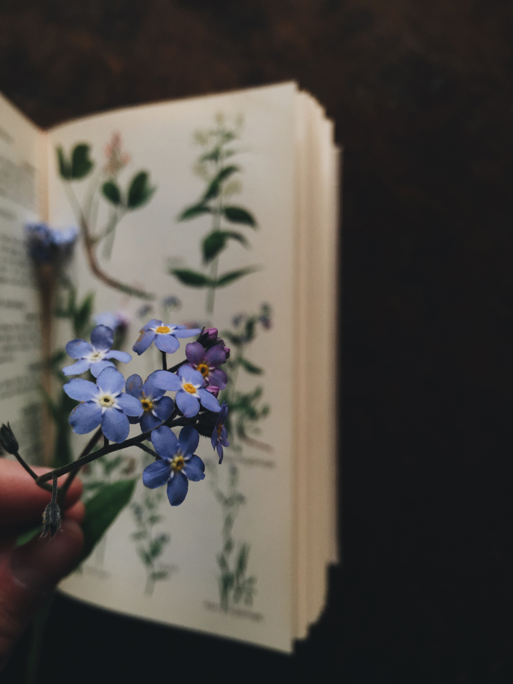 May flowers by Babes in Boyland