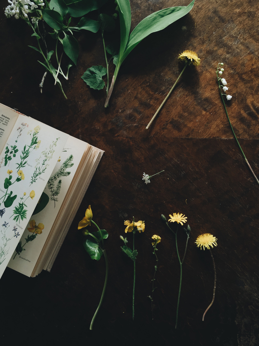 May flowers by Babes in Boyland