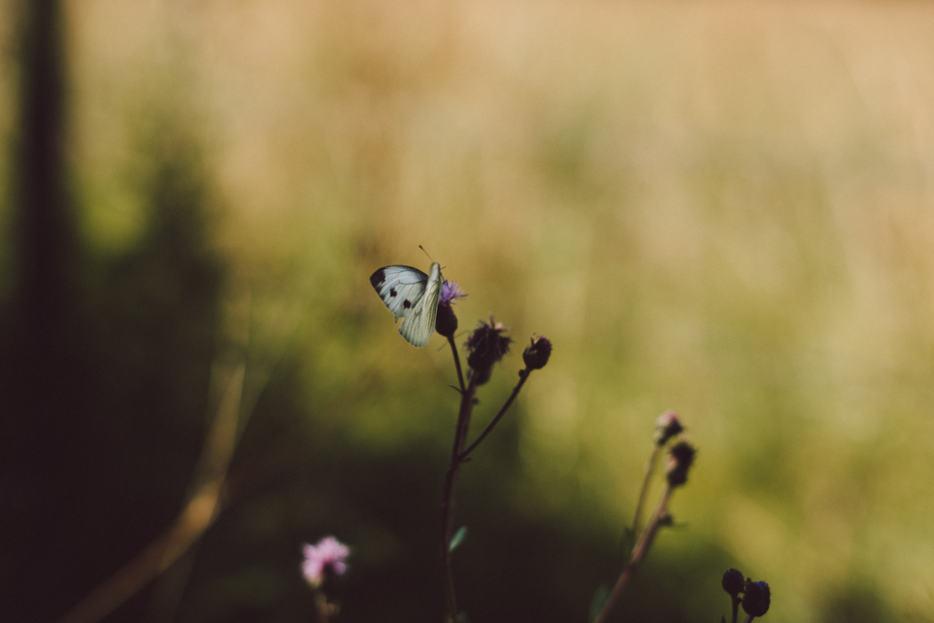 Novellix by Babes in Boyland