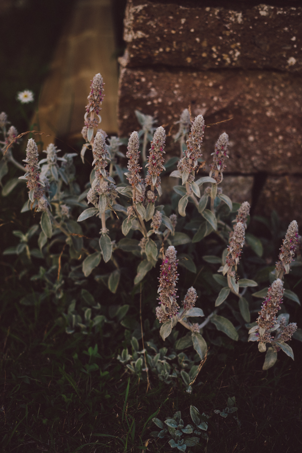 Babes_in_Boyland-oland_sweden-2