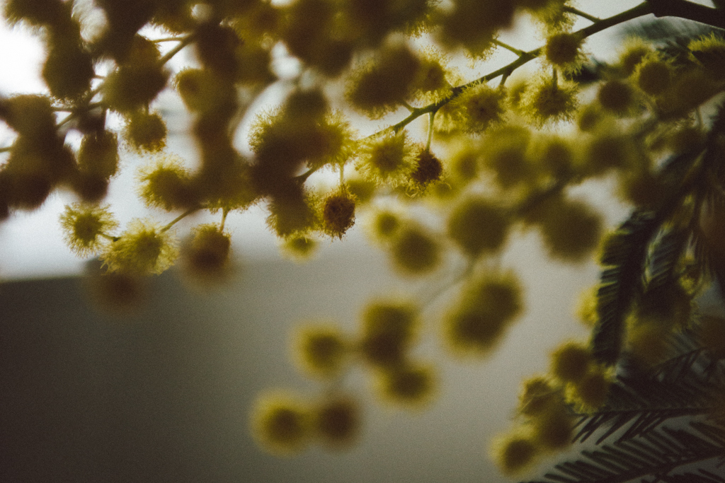 Mimosa by Babes in Boyland