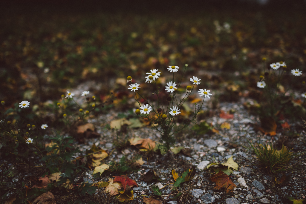 Babes_in_Boyland-Gaddeholm-1-2