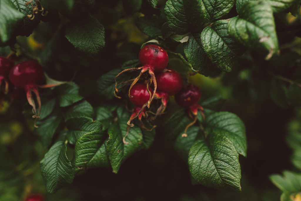 Babes_in_Boyland-Gaddeholm-10