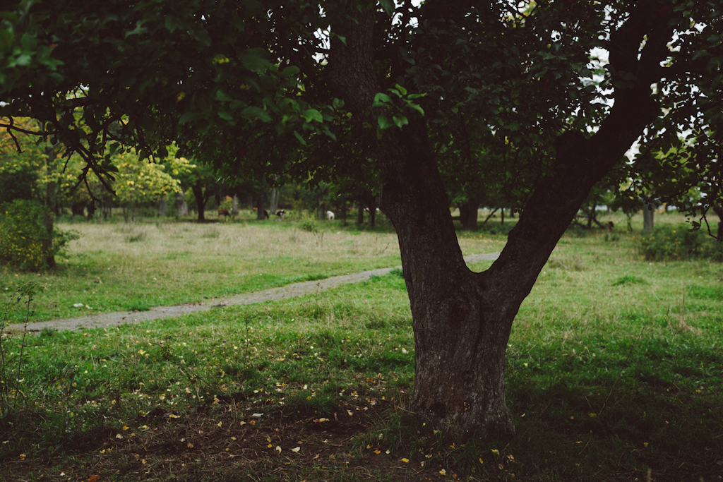 Babes_in_Boyland-Gaddeholm-3