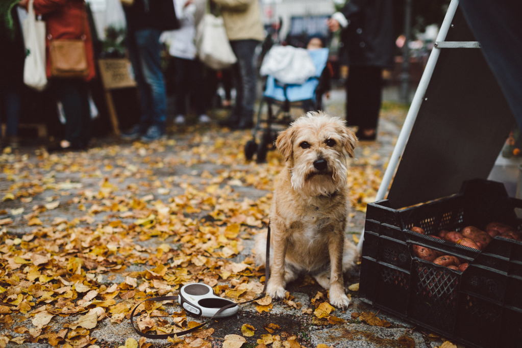 Farmer's market by Babes in Boyland