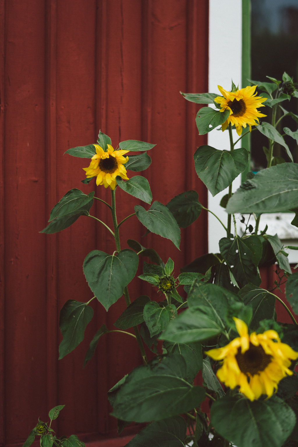 Kajplats 9 8 Sunflower by Babes in Boyland