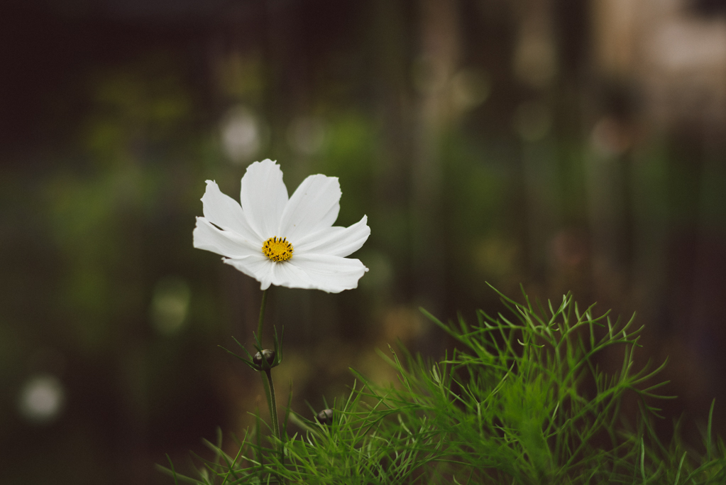 Dalarna, Sweden by Babes in Boyland