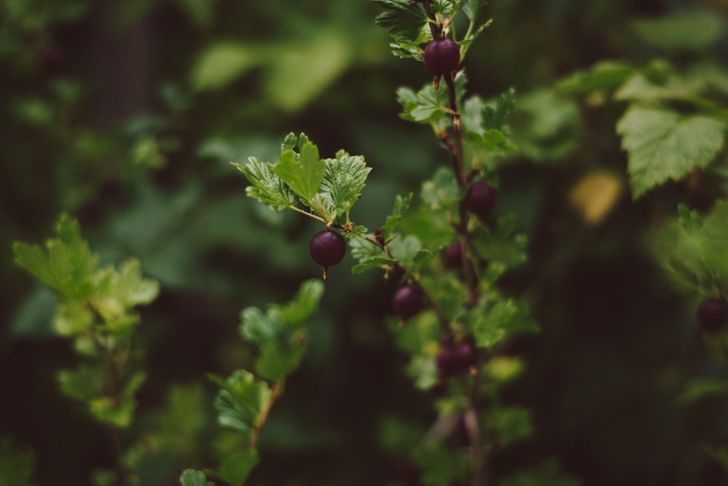 Babes_in_Boyland-mora_dalarna_sweden-photo_matilda-hildingsson-178