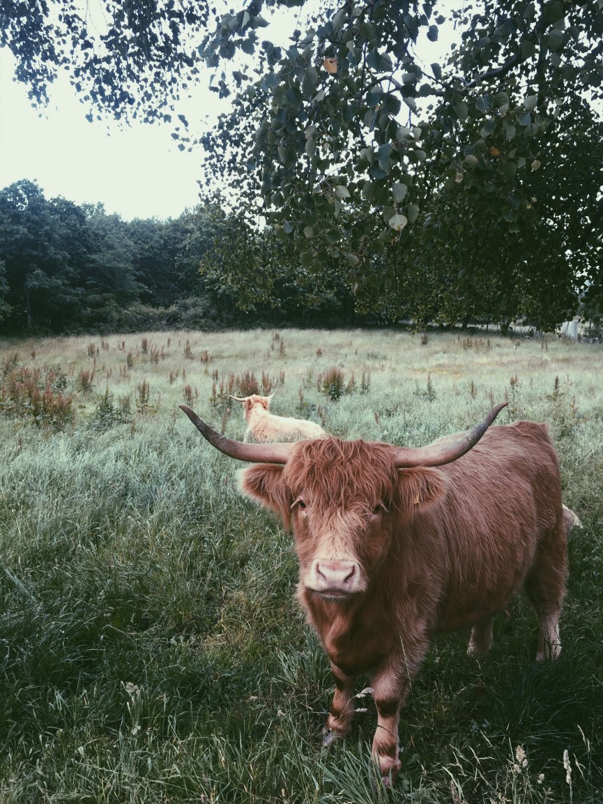 Allt det vilda (blommorna, insidan och hennes hår) 4 Processed with VSCO with p5 preset