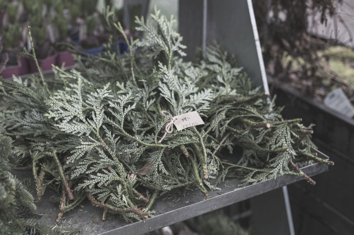 strenghielm_zetas.11