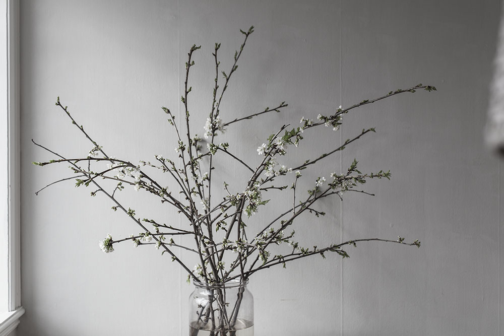 strenghielm_blossom.4