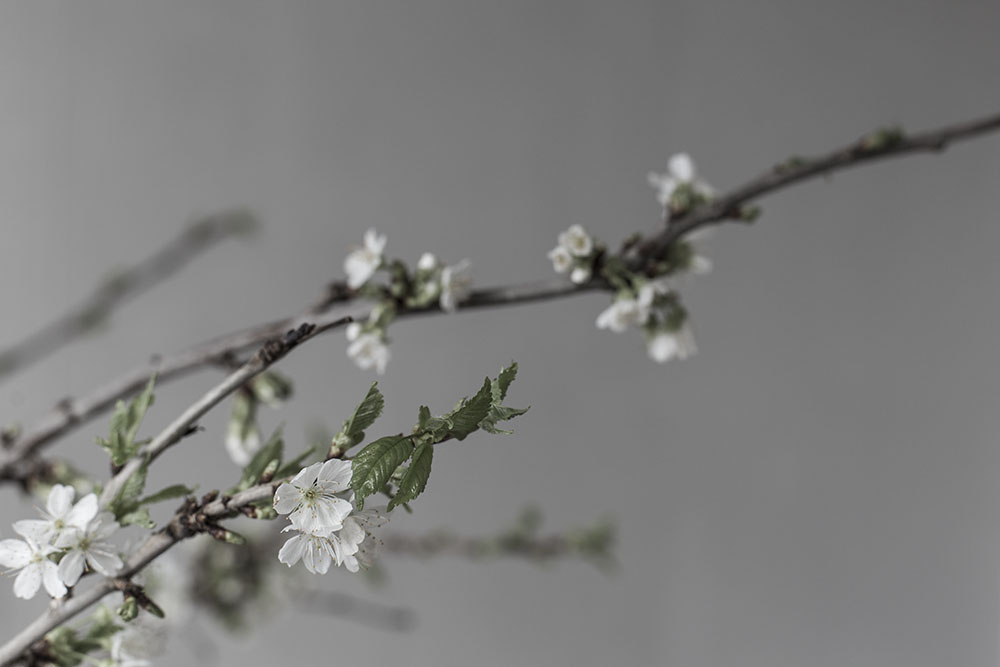 strenghielm_blossom.5