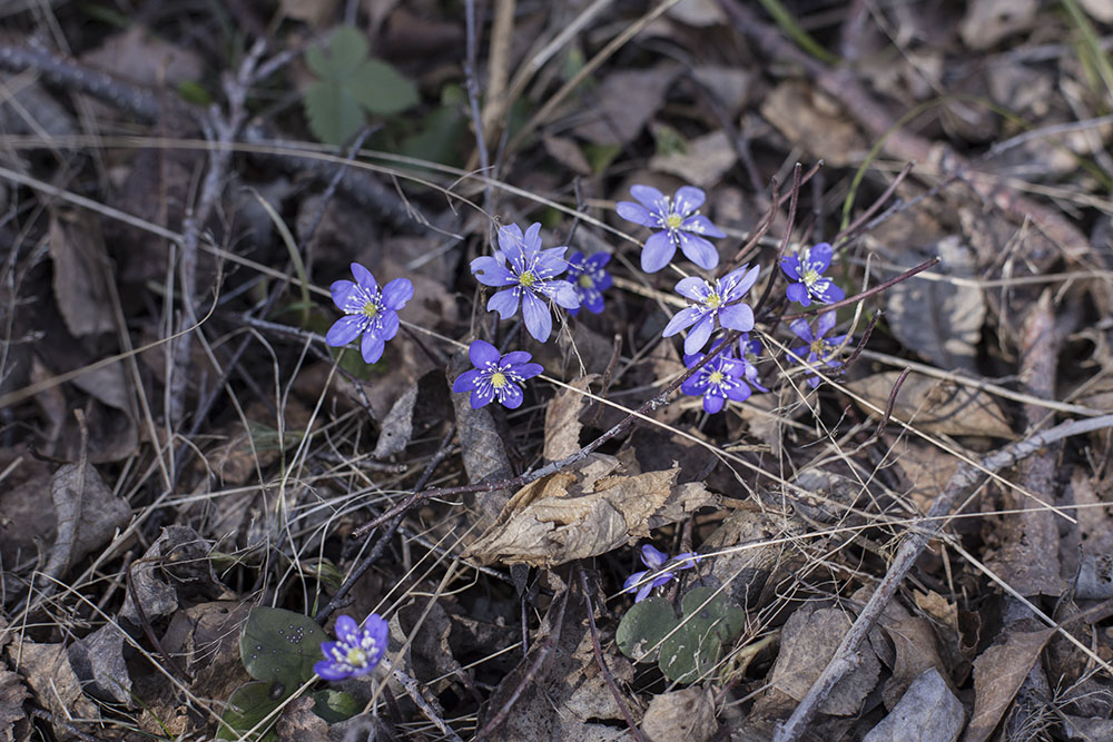 strenghielm_spring.1