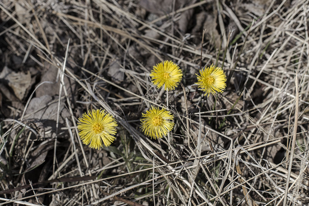 strenghielm_spring.3