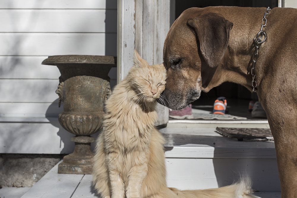 strenghielm_spring.6