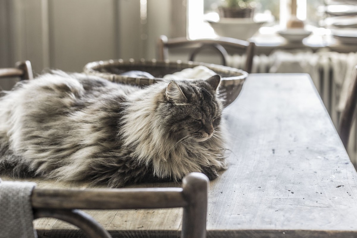 strenghielm_carmen.2