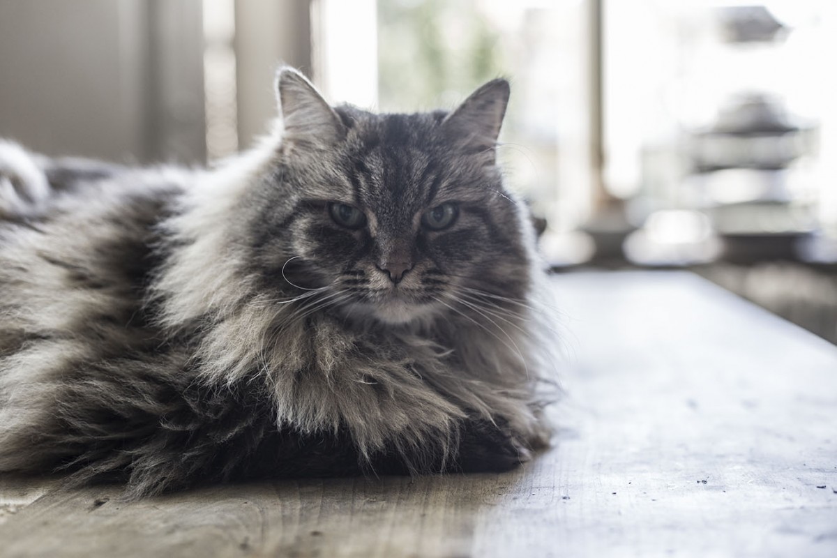 strenghielm_carmen.3