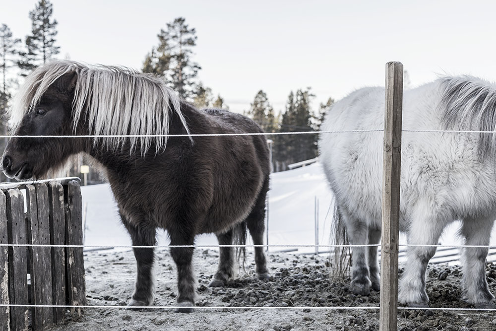 strenghielm_idre.2.8