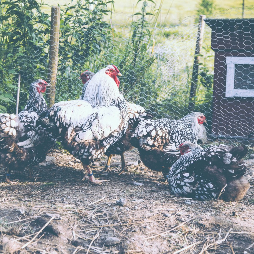 hens (3 av 5)