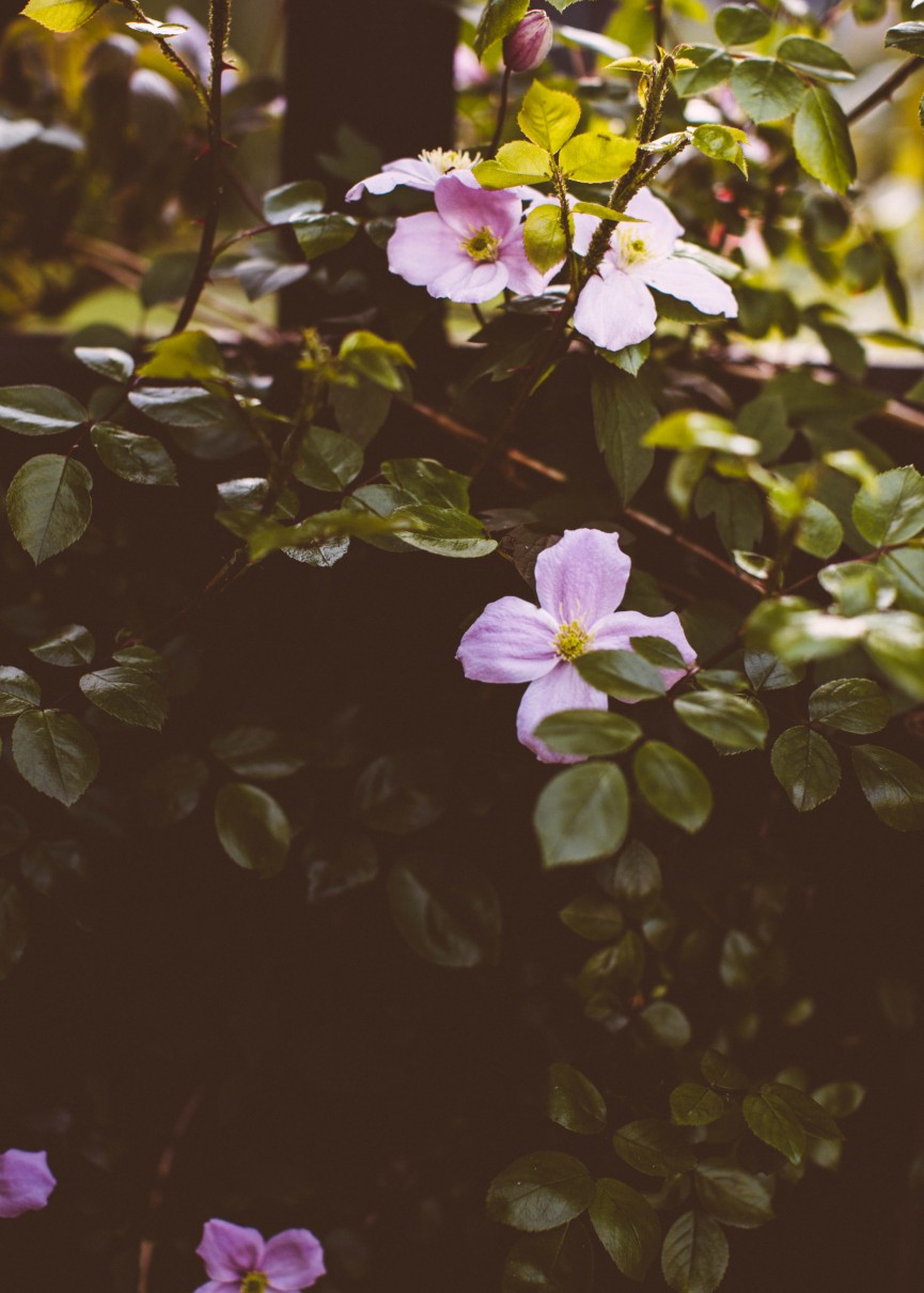 tuesday krickelin (4 av 4)