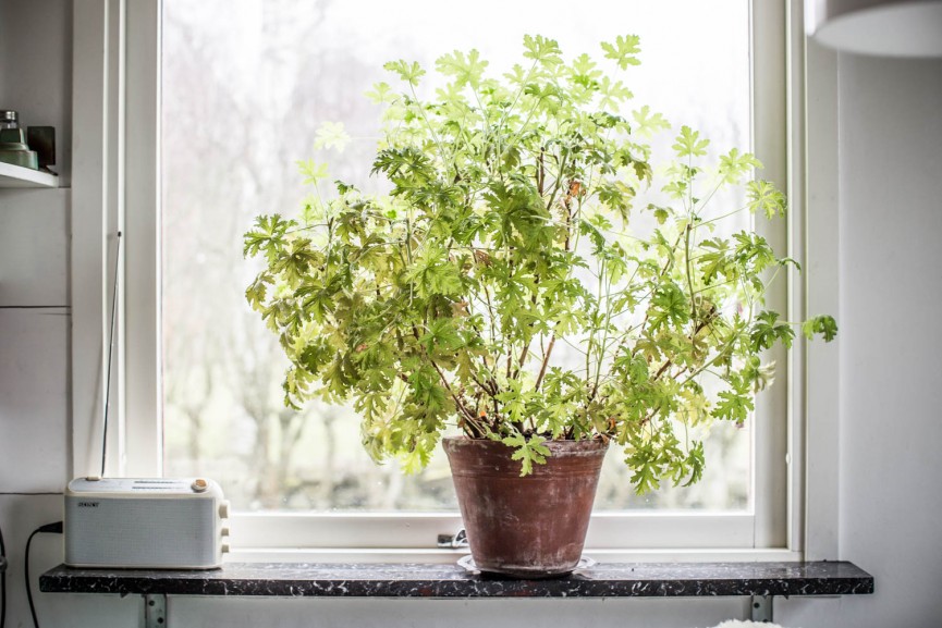 lisa_bureniuskrickelin-5850