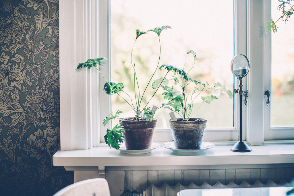 kanske en päronpaj med kolatäcke 2 kitchen_Kristin_ lagerqvist-5106