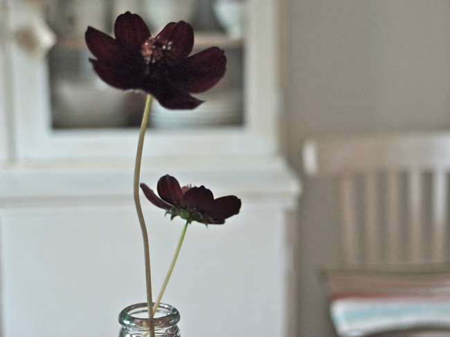 flower Friday