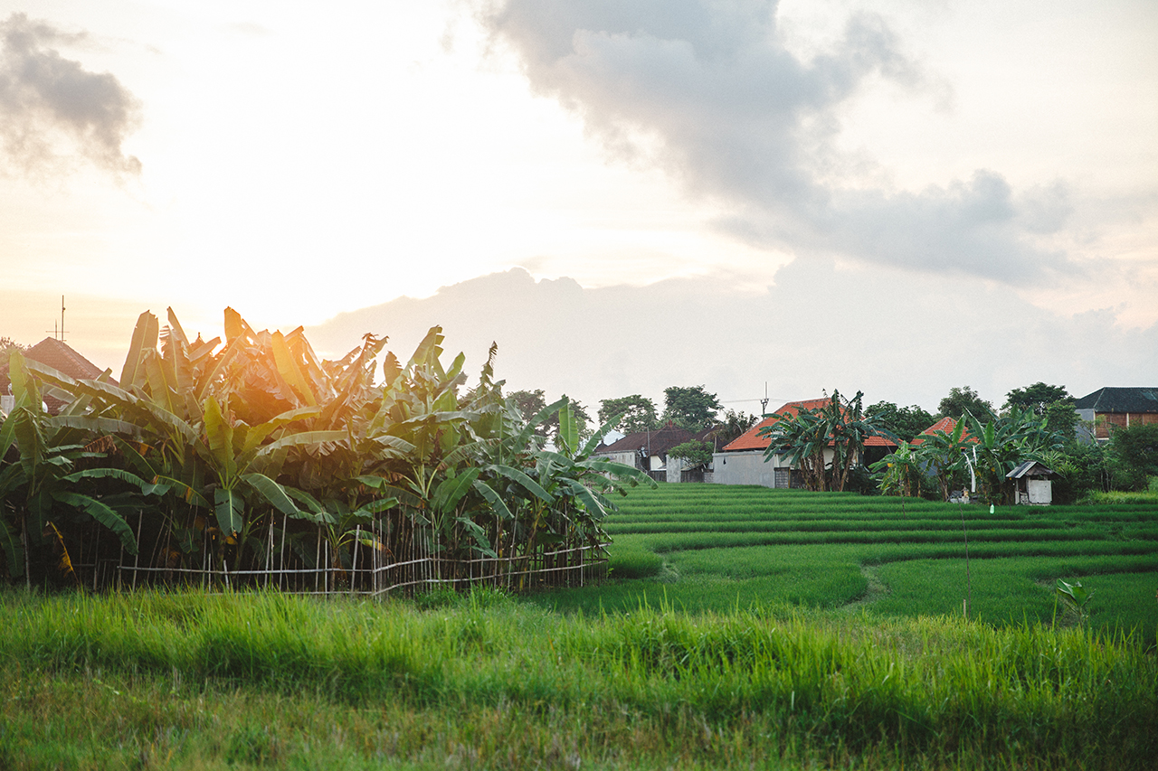 balishady_hannaskoog4