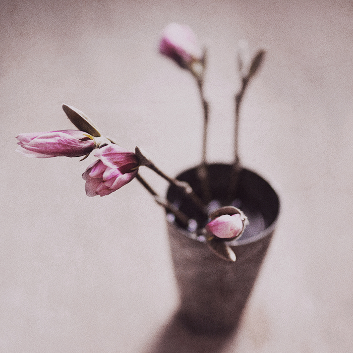 Magnolia-I-©-Anna--Malmberg