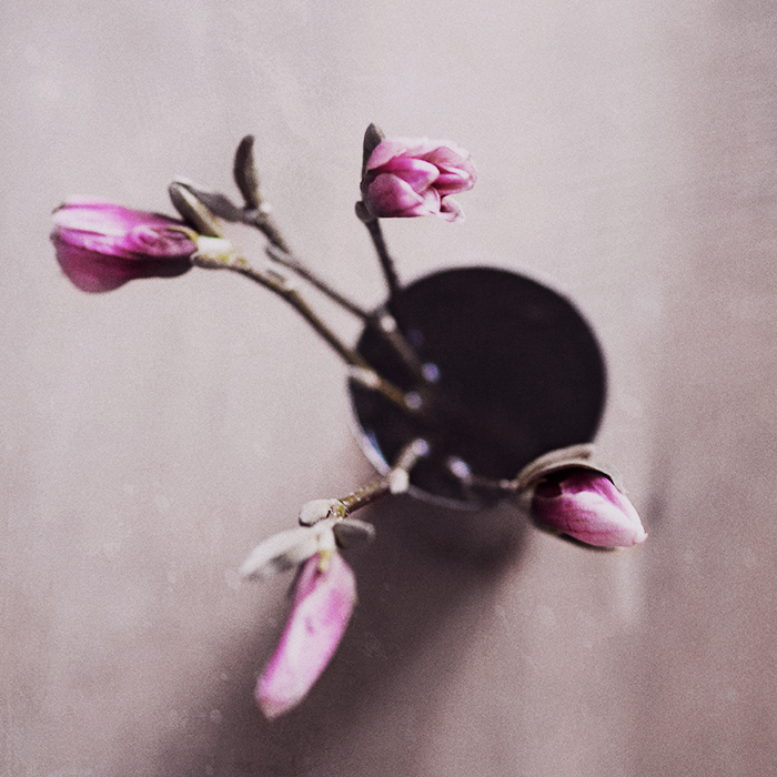 Magnolia-II-©-Anna Malmberg